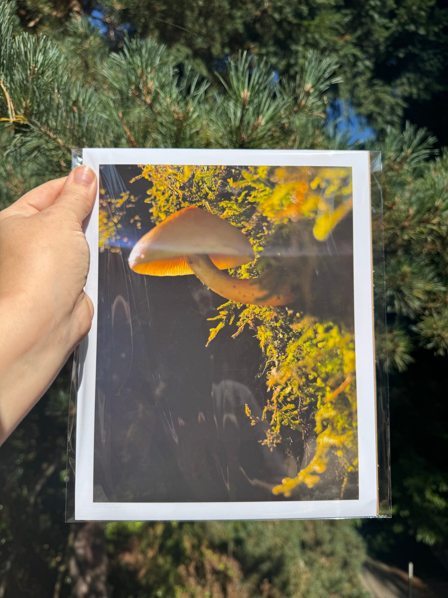Mushroom and moss photo print, high-quality giclée, "follow the light"