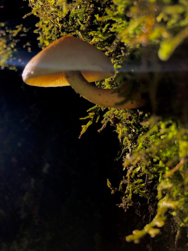 Mushroom and moss photo print, high quality giclée, "Follow The Light"