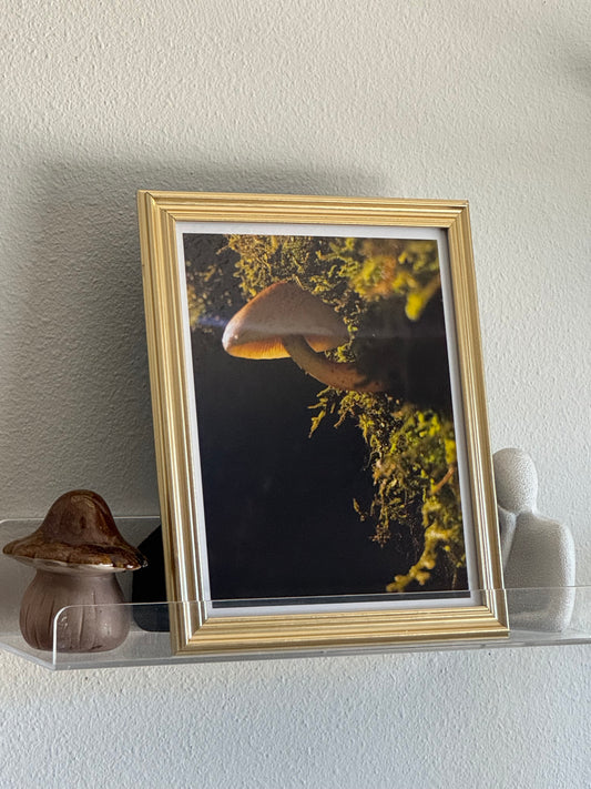 Mushroom and moss photo print, high-quality giclée, "follow the light"