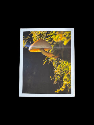 Mushroom and moss photo print, high quality giclée, "Follow The Light"